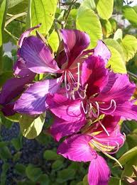 Tree with purple flowers in arizona. Growing Hong Kong Orchid Trees In Phoenix Arizona Bauhinia