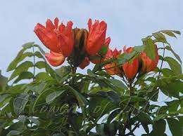 Spathodea Campanulata African Tulip Tree