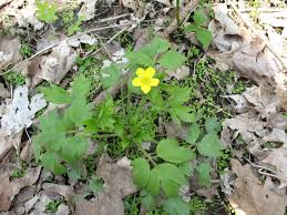 Image result for Ranunculus hispidus