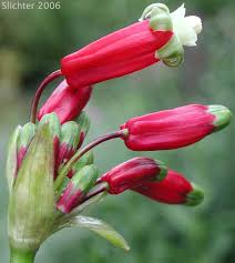 Image result for Asparagaceae