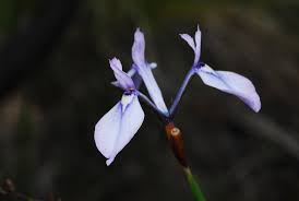 Image result for Moraea carsonii