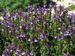 Image result for Scutellaria violascens