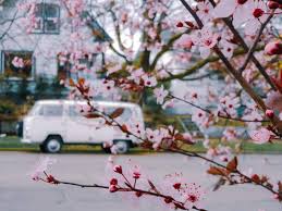 Maybe you would like to learn more about one of these? Cherry Blossom In Portland Top Spots For Early Spring Flowers