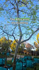 Image result for Celtis africana