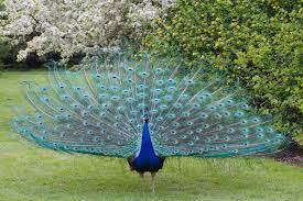 Resultado de imagen para pavo real