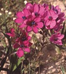 Image result for Babiana bainesii