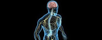 The central nervous system or cns include the brain and spinal cord. Central Nervous System Cns Anatomy Healthengine Blog