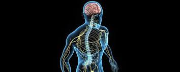 The collection of the peripheral nerve cells along. Central Nervous System Cns Anatomy Healthengine Blog