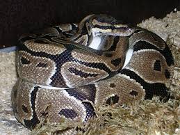 The hottest thing in the reptile world right now are ball python morphs. 50 Types Of Ball Python Morphs Colors With Pictures Pet Keen