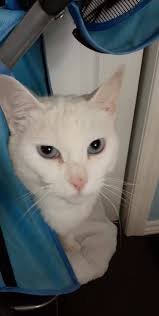 Lost Cat in Coon Rapids, MN