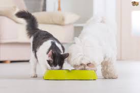Inspired by this 2014 article, which has popped up because of a campaign by a couple of politicians in the uk to change the law regarding the consumption of dog and cat meat (which currently isn't illegal in the uk, although thought to be extremely rare). Can Dogs Eat Cat Food Long Term Pets4homes