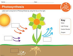 After watching each part, answer the questions in the spaces provided. Photosythesis Worksheet For Kids