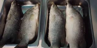 Ikan jenahak juga sesuai dimasak sup! Ikan Selunsung Dan Ikan Jenahak Table Prosearch Marine Facebook