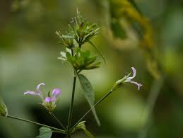 Image result for Dicliptera laxata