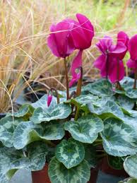 Vertes ou fleuries, pour n'importe quelles exposition et pièce, vous trouverez forcément votre bonheur dans le choix que nous vous proposons. Plantes Fleuries Et Vertes Schwarz