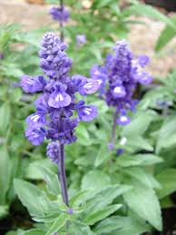Image result for Salvia farinacea