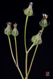 Image result for Crepis newii