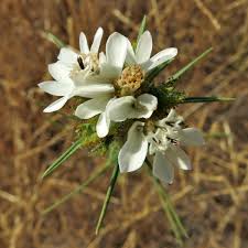 Image result for Galium scabrellum