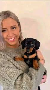 What should I name my new baby dachshund?