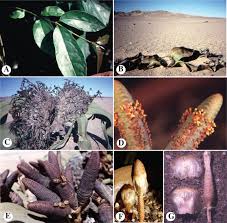 Image result for Gnetaceae