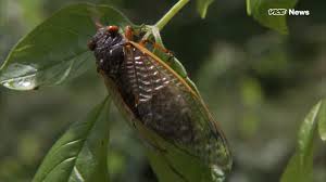 Das bekannte deep web rätsel cicada 3301 soll angeblich von geheimorganisationen geleitet werden, um kompetente personen zu rekrutieren. Vice News Invading Cicadas May Turn Into Sex Crazed Zombies This Summer Facebook