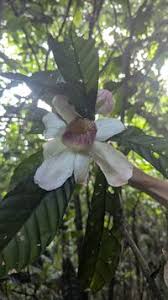 Image result for Lecythidaceae