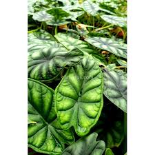 So happy with my second experience with plants.com…thank you again for my dragon scale. Buy Alocasia Baginda Dragon Scale With Canarius