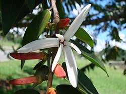 Image result for Xylopia rubescens