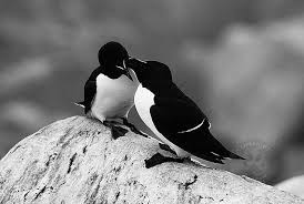 Black And White Birds In Southern California Black And White Bird Photography Graf Nature Photography Notes From The Woods Black And White Birds Bird Photography Bird