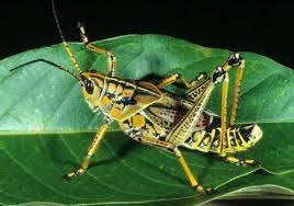 Learning to code opens new. Garden Help Get Rid Of Eastern Lubber Grasshoppers When They Re Young Lifestyle The Florida Times Union Jacksonville Fl