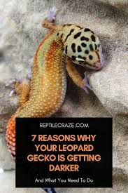 May 22, 2021 · while this is not necessarily 'playing', it is a great way to spend quality time with your gecko. 7 Reasons Why Your Leopard Gecko Is Getting Darker Reptile Craze