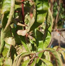 Peach leaf curl is a plant disease characterized by distortion and coloration of leaves and is caused by the fungus taphrina deformans, which infects peach, nectarine, and almond trees. How To Treat Peach Leaf Curl Guildford Garden Centre