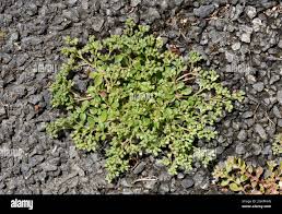 Image result for Polycarpon tetraphyllum