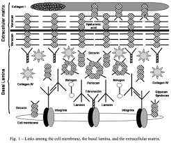 Third, basement membrane probably controls cell organization and differentiation by the mutual interaction of cell surface receptors and molecules in the extracellular matrix. Scielo Brasil The Extracellular Matrix Of The Lung And Its Role In Edema Formation The Extracellular Matrix Of The Lung And Its Role In Edema Formation