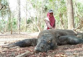 Ini berguna bagi penghobi biawak jika makanan utama sedang sulit atau tidak bisa didapatkan. Lebih Rinci Mengenal Komodo Legenda Dan Kawasannya