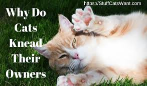I am not sure what it means, actually as i have heard a couple of different answers. Why Do Cats Knead Their Owners