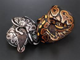 Axanthic Black Pastel Compared To A Regular Black Pastel Ballpython Snake Beautiful Ball Python Pet Cute Snake Pet Snake