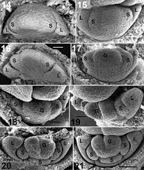 Image result for Hypolytrum goetghebeur