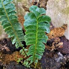 Image result for Lindsaeaceae