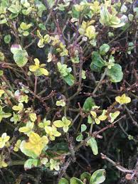 These at first curl, then will gradually turn yellow or a tone of reddish and then die and fall off. Privet Hedge Dying Uk Plantclinic