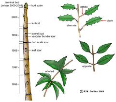 Watch this animation to understand: Vegetative Terminology Part 1