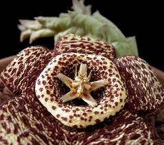 Image result for Orbea variegata