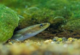 Sa pêche est maintenant soumise à des. Ong Et Pecheurs S Allient Pour Proteger La Civelle