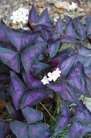 Image result for Oxalis obliquifolia