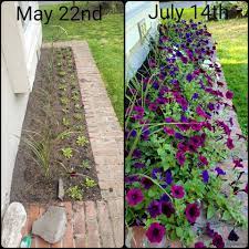 Pictures of petunias in flower beds. Tidal Wave Petunia Bed With Only Morning Sun Exposure Wave Petunias Flower Garden Petunias