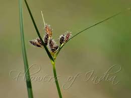 Image result for Fimbristylis dichotoma