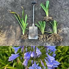 Image result for Agapanthus praecox