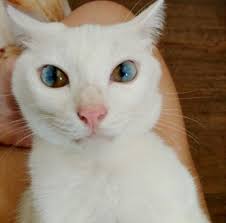 The Cat With Magic Eyes Cat Pics Cats And Kittens Beautiful Cats