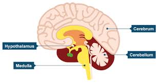 Animal cell labeled bbc bitesize. Https Arkvictoria Org Sites Default Files B10 20the 20human 20nervous 20system 20student 20booklet Pdf