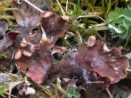 Image result for Landolphia rufescens